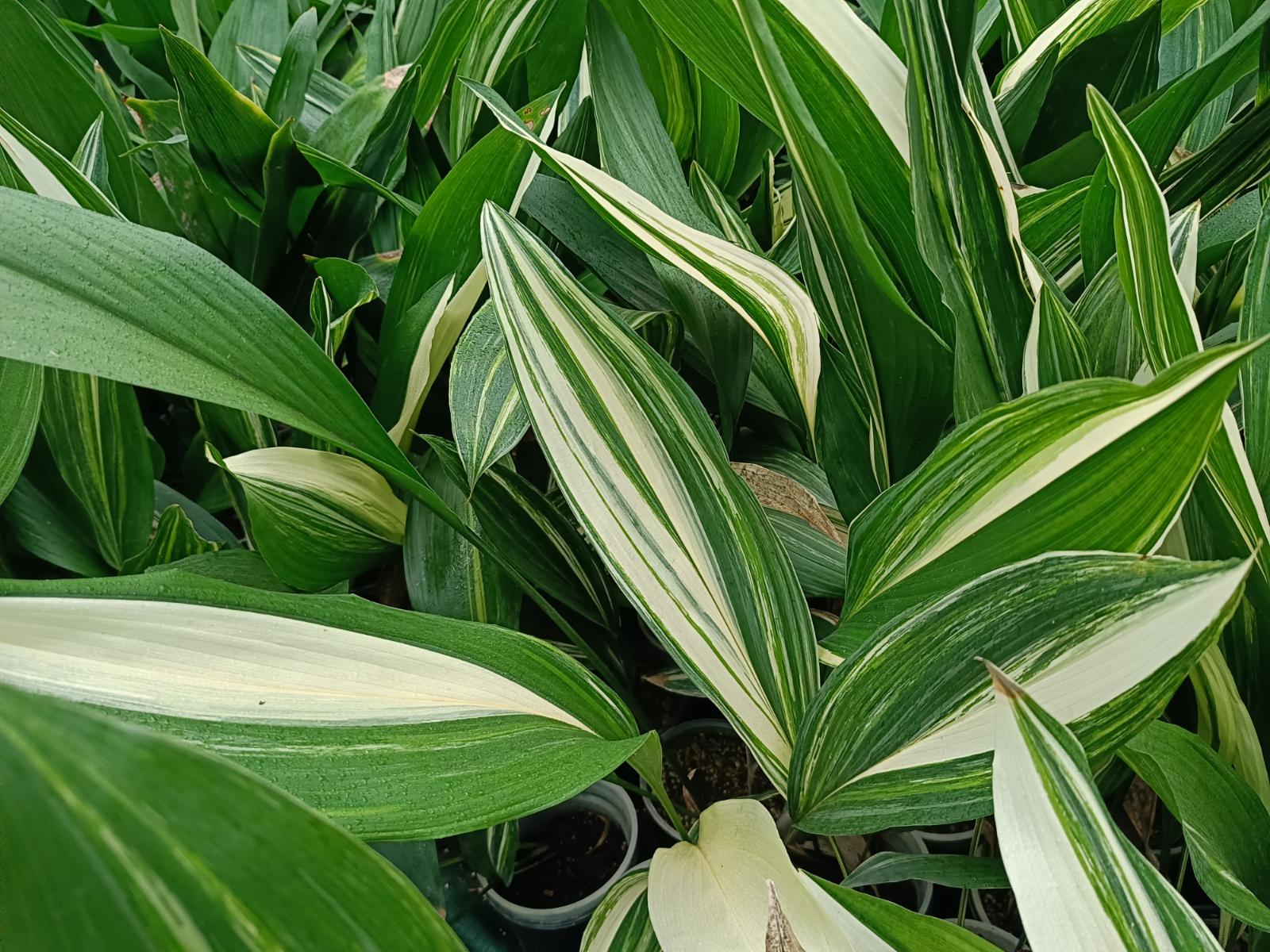 Aspidistra elatior variegata